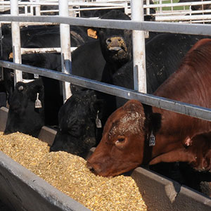 Cattle at feed bunk