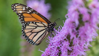 Monarch butterfly on campus 