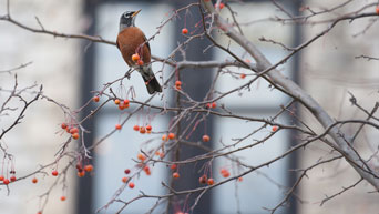 Bird in tree on campus