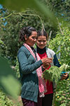 A daughter helping her mother, a woman farmer, use the GoNative App to sell their vegetables in Cambodia.