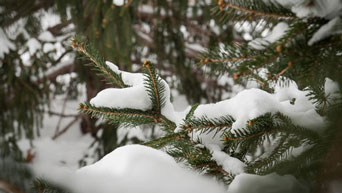 Snow covered branches on campus