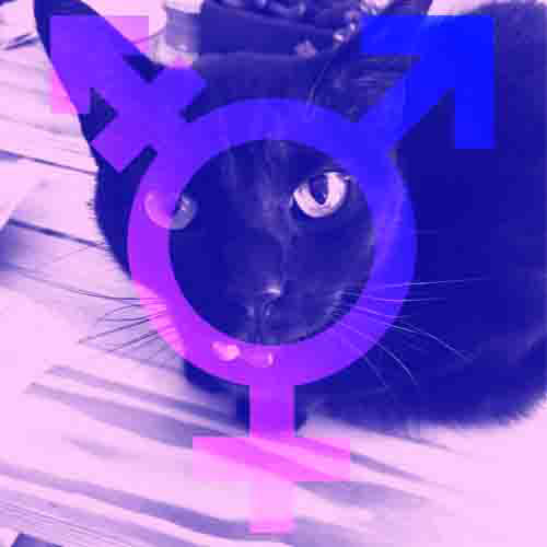 Transgender symbol overlayed on a cat
