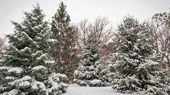 Snow covered trees on Kansas State University's campus 