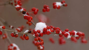 Snow on the branch of an Amur honeysuckle tree.