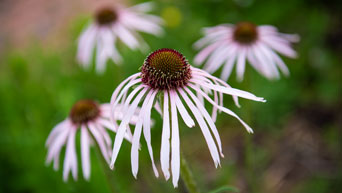 Kansas State University Gardens