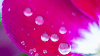 Water droplets collect on a flower at the K-State Gardens