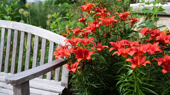 Bench and flowers at K-State Gardens