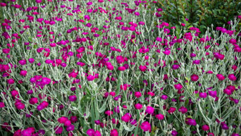 Flowers at K-State Gardens 