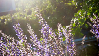 Flowers at K-State Gardens 