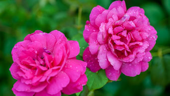 Roses at K-State Gardens 