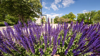 Purple flowers on campus