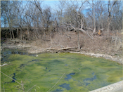 Algae in ponds can pose health dangers to livestock and pets.