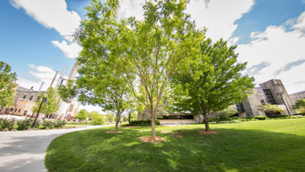 Tree on campus