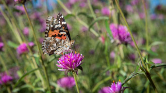 Kansas State University Gardens