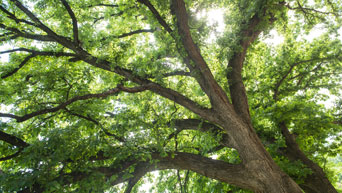 Tree on campus