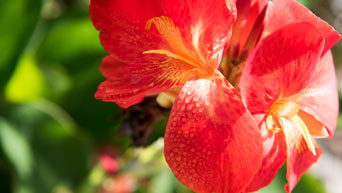 Flower on campus