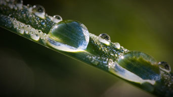 Water collects on a blade of grass