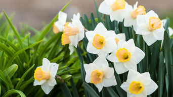 Daffodils bloom on campus
