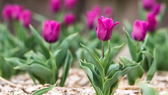 Purple tulips on campus