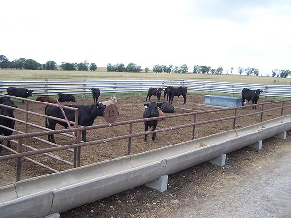 A confined livestock feeding site in Kansas.