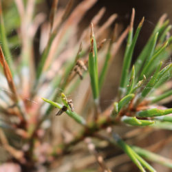 Bagworm larva emerge in spring and begin feeding on tree they inhabit. Defoliation can be fatal for conifers.