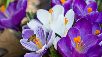 Purple and white flowers bloom on campus