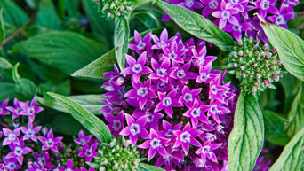 Purple flowers on campus