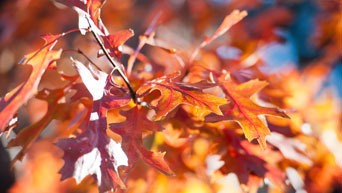 Fall leaves