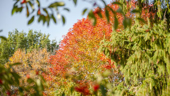 Campus trees