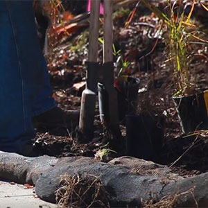 Compost added to soil