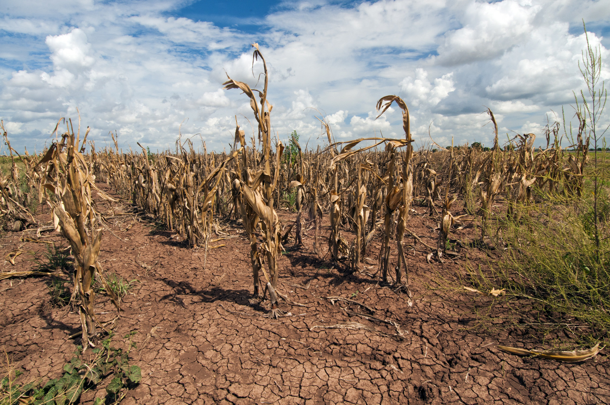 corn in drought