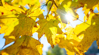 Leaves on campus