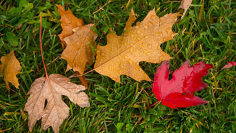 Fall leaves on campus