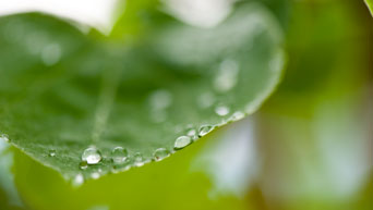 Rain droplets collect on a leaf on campus. 