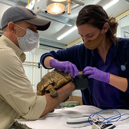 David Eshar and Tess Rooney performing injectable anesthesia in a leopard tortoise.
