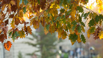 Leaves changing on the Manhattan campus 