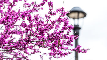 Tree in K-State Gardens