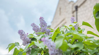 Lilacs near Hale Library