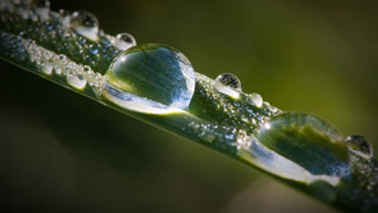 Water droplets on a leaf