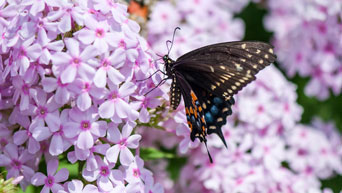 Butterfly at Gardens