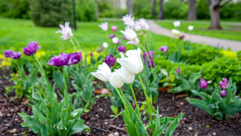 Tulips on campus