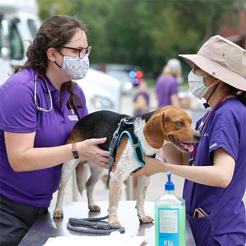 A team from the Veterinary Health Center examines a dog at Everybody Counts.
