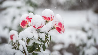 Flowers covered in snow at Gardens 