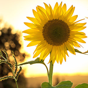 Sunflower with sun as the back light