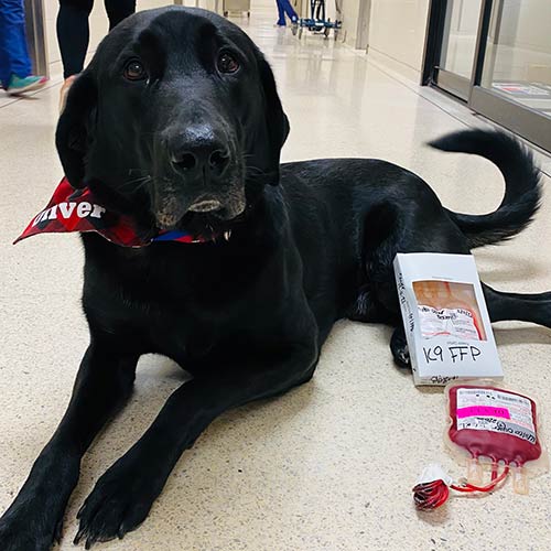 Donor dog Oliver donates blood
