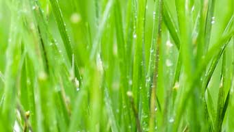 Water collects on grass on the Manhattan campus. 