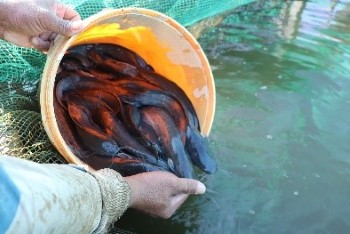 Fish in the Agricultural Technology Park in Cambodia.