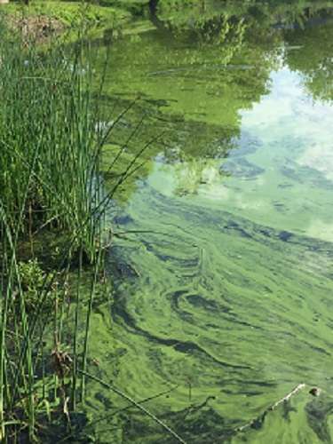 Habs in a pond