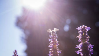 A bee hovers over flowers at the Kansas State University Gardens. 