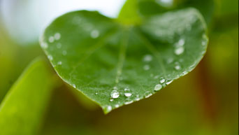 Water droplets on a leaf